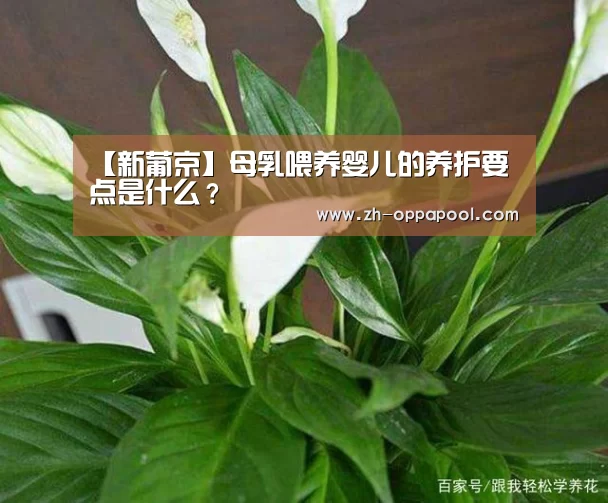 【新葡京】母乳喂养婴儿的养护要点是什么?(图1) 新葡京